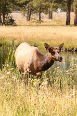 Grazing Elk
