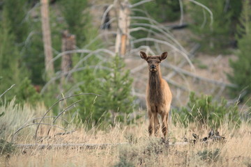 Alert Baby Elk