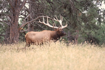 The Bull Elk