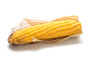 Freshly harvested corn on white background, close up.
