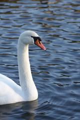 swans swimming on a danish lake