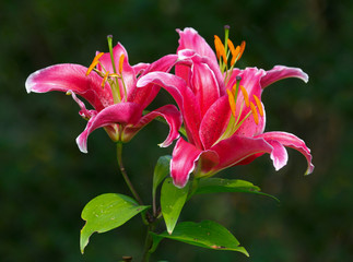 red lily  in summer garden