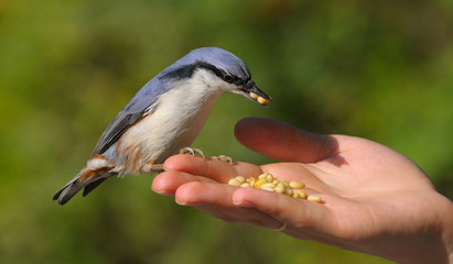 a nuthatch in the hand