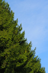 green fir on blue background