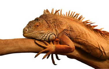 Obraz premium Iguana on tree branch