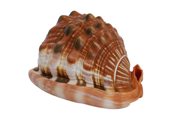 Brown sea shell (isolated on white background)