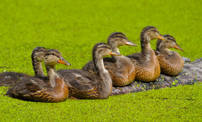 the duckling in green morass