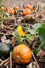 Pumpkin patch with a sunflower