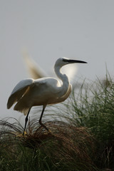 Seidenreiher (Egretta garzetta) im Okavango Delta, Botswana