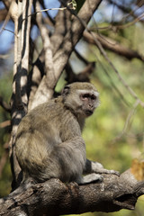 Südliche Grünmeerkatze (Cercopithecus pygerythrus)