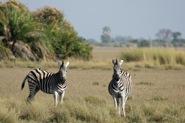 Fototapeta na wymiar Steppenzebras im Okavango Delta, Botswana