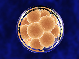 12 Cell Embryo Inside Membrane