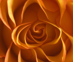 Rose orange