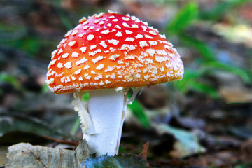 A red mushroom in the wild