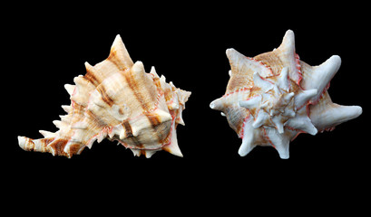 Two images of a seashell isolated on black background