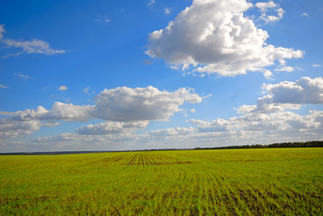 green field wheat and  cloudy sky and  wood on horizon