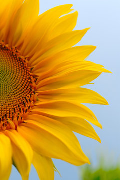 sunflower on  background of sky