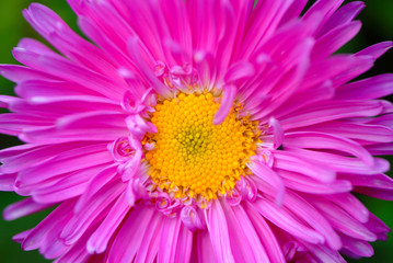 Obraz premium decorative flowers in garden, autumn, close up