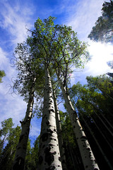 Fototapeta premium Sky with Trees surrounding