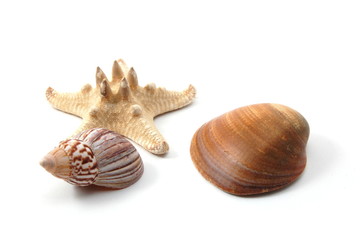 Some shells from the ocean isolated on white background