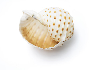 Conch Shell on Isolated White Background