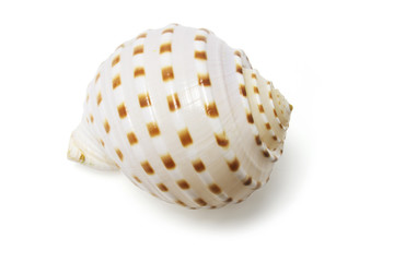 Conch Shell on Isolated White Background