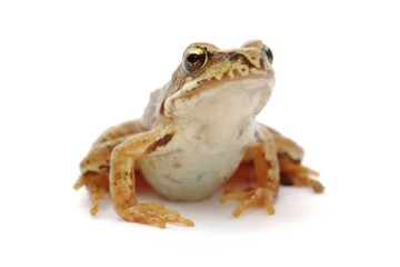 Young grass frog - Rana temporaria