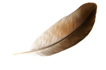 Birds feather of dove close-up isolated on white background