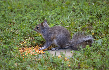 Naklejka na ściany i meble tree squirrel on the grass eating some corn