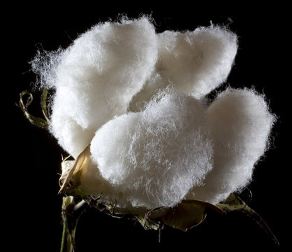 Cotton Bowl That Is About Ready To Harvest