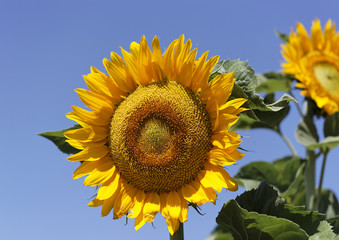 T&ecirc;te de tournesol