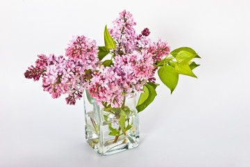 Purple lilac branch on the vase over light background