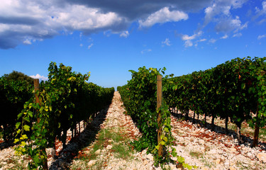 Fototapeta na wymiar vigne, vignoble du sud de la france