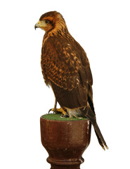 Halcón cetrería