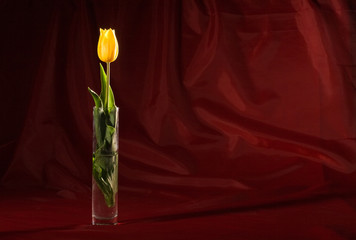 flower series: yellow tulip's bunch of flowers