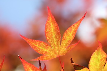 vibrant maple-leaves in autumn colors - 9668655
