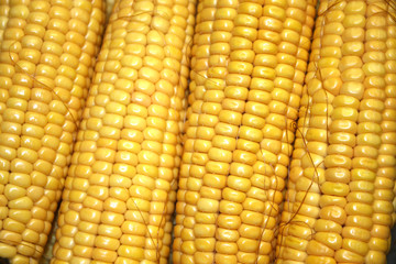 junger, goldener Bio-Mais