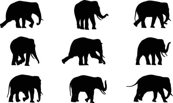 nine walking elephant  silhouettes ,vector collection
