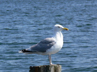 Fototapeta na wymiar sea gull