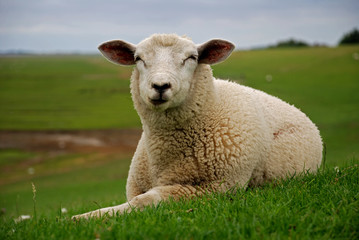 Naklejka premium Schaf auf dem Deich