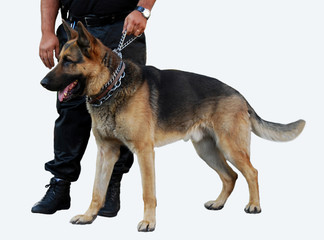 Chien de Garde détouré