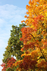 Fototapeta premium Autumn trees in a old park