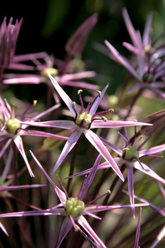 Fototapeta close-up big allium flower in blossom summer time