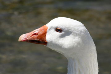 White goose drinking water, head closeup