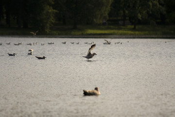 Sea gull starting the journey