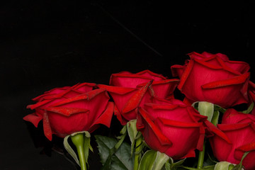 beautiful red roses on black, reflecting background