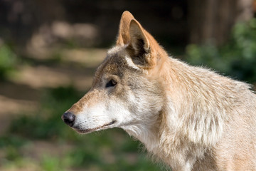 Wolf living in territory of a zoo