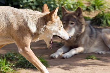 Wolf living in territory of a zoo