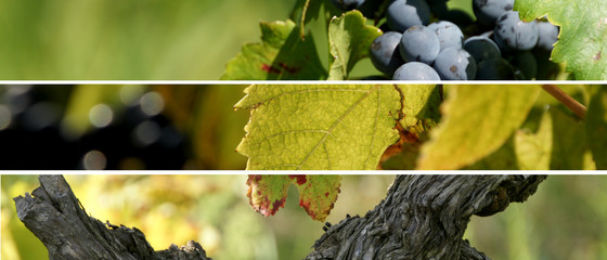 montage vignes