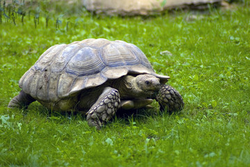 Beautiful turtle eating green grass